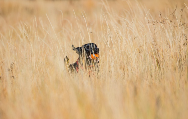 Довольный черный лабрадор с игрушкой в зубах бежит по траве