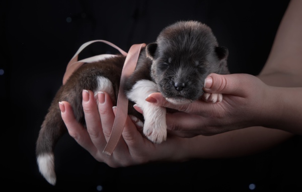 Маленький милый новорожденный щенок породы Американская акита в ладонях