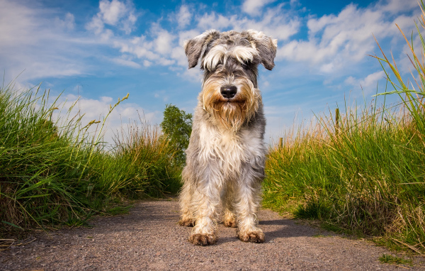 Маленькая собака породы шнауцер на фоне неба 