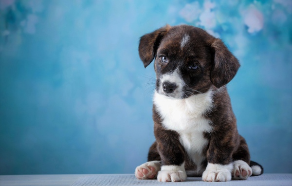 Маленький грустный щенок с голубыми глазами сидит на голубом фоне