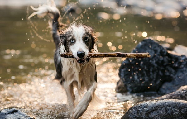 Мокрая собака бежит с палкой в зубах по воде