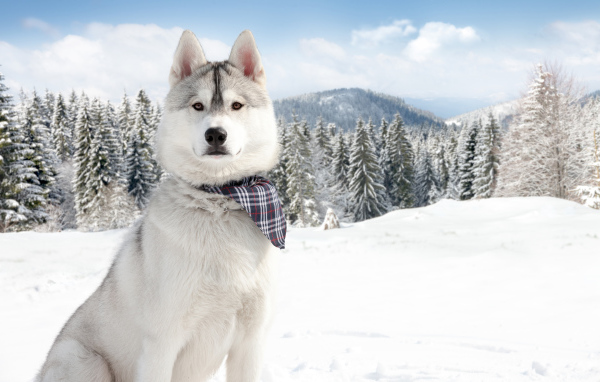 Аляскинский маламут на фоне заснеженной природы