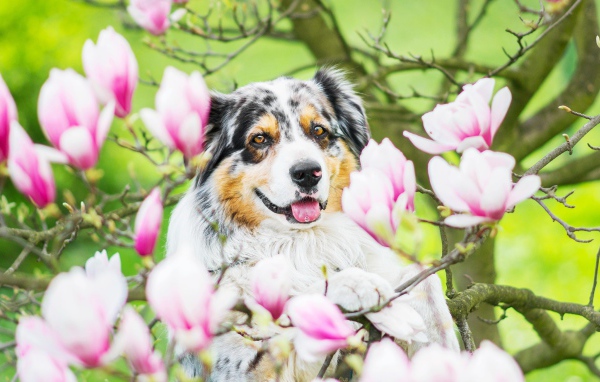 Австралийская овчарка в розовых цветах магнолии 