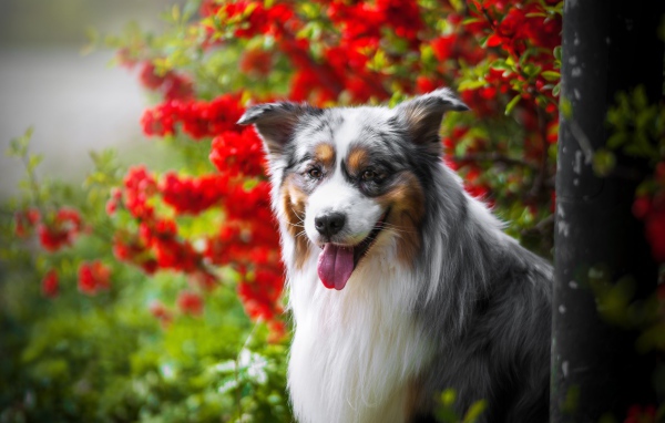 Австралийская овчарка у красных цветов 