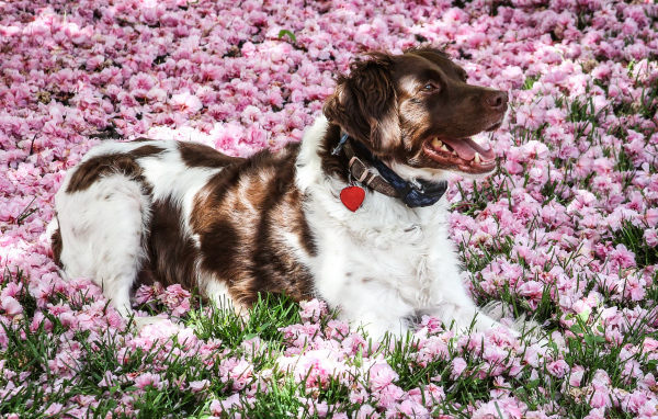 Австралийская овчарка лежит на розовых цветах 