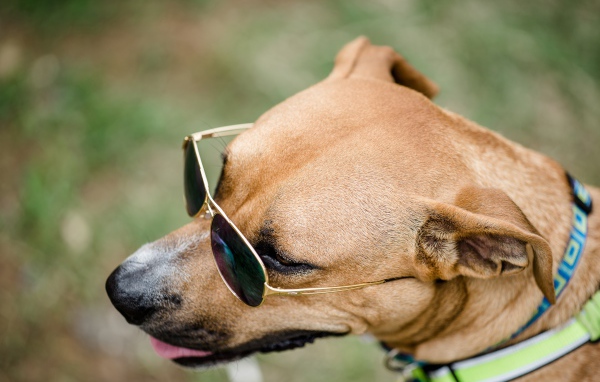 Большая собака в очках