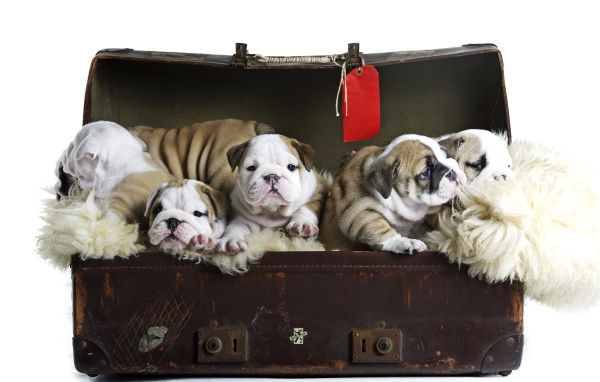 Большой старый чемодан со щенками английского бульдога