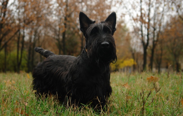 Черный шотландский терьер гуляет по траве