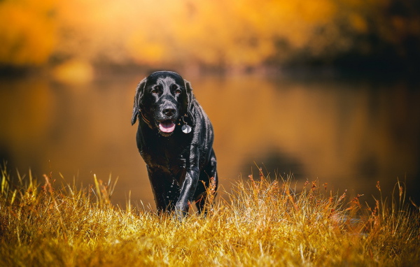 Черный мокрый лабрадор на сухой траве 