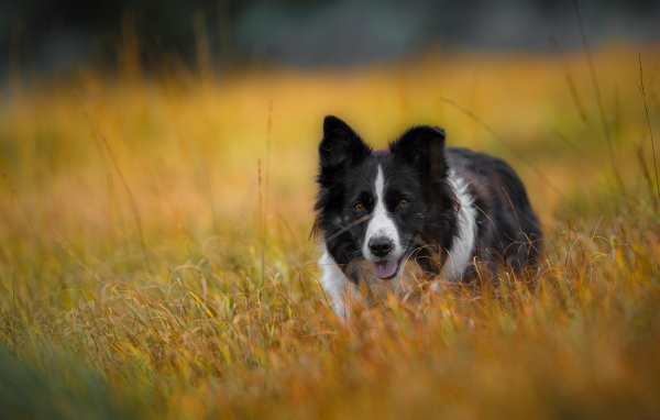 Собака бордер -колли бежит по траве