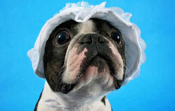 Бостон-терьер в белой шапке на голубом фоне