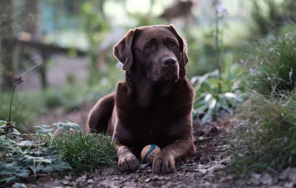Коричневый лабрадор с мячиком лежит на зеленой траве