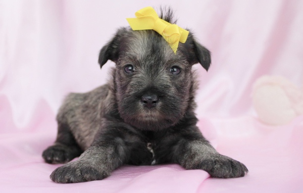 Милый щенок шнауцера с бантом на голове