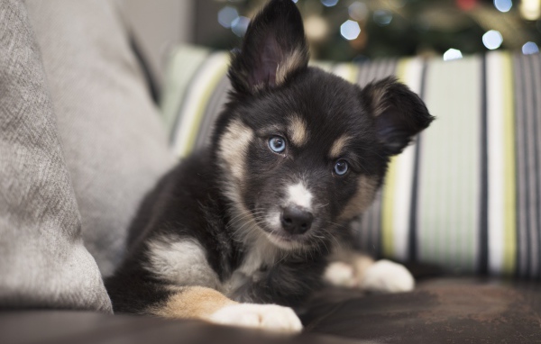 Милый маленький щенок с голубыми глазами