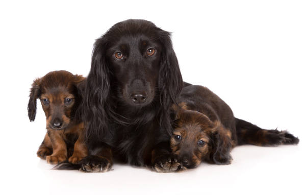 Такса с двумя забавными щенками на белом фоне