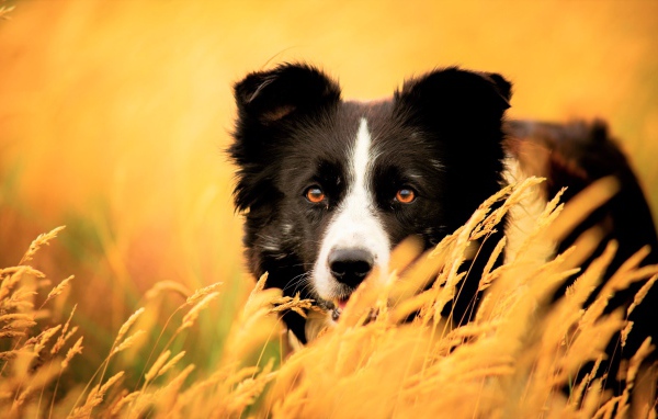 Собака породы бордер колли сидит в сухой траве
