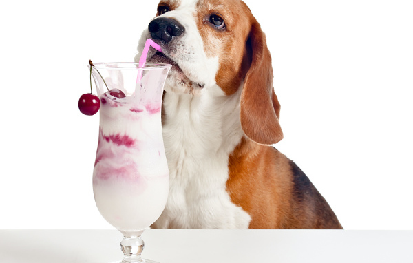 Собака породы бигль с вишневым коктейлем на белом фоне