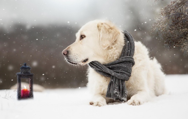 Собака породы золотистый ретривер с шарфом на шее лежит на снегу