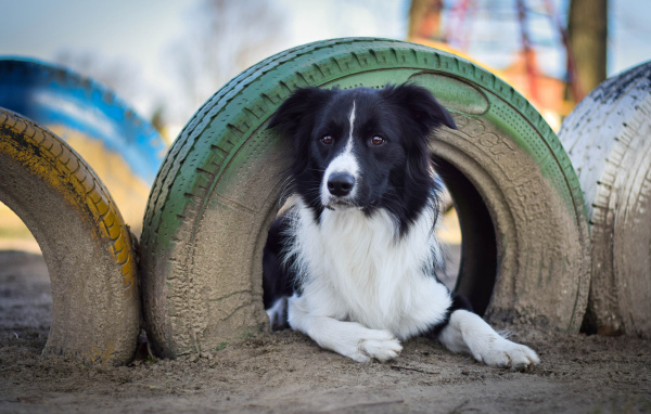 Собака поробы бордер-колли лежит под автомобильной шиной