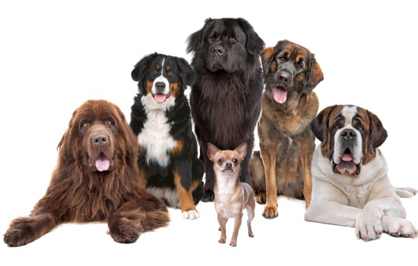 Собаки позируют для портрета на белом фоне