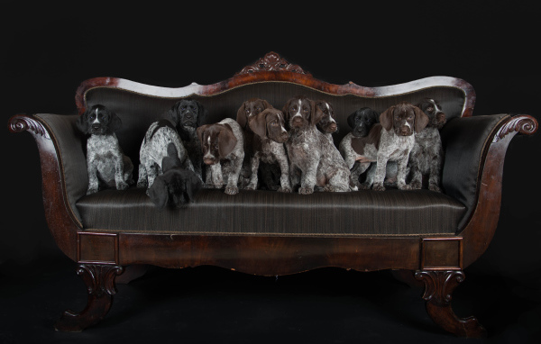 Щенки породы Дратхаар и Курцхаар сидят на кожаном диване 