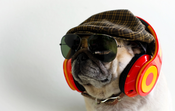 Английский бульдог в наушниках, очках и кепке 