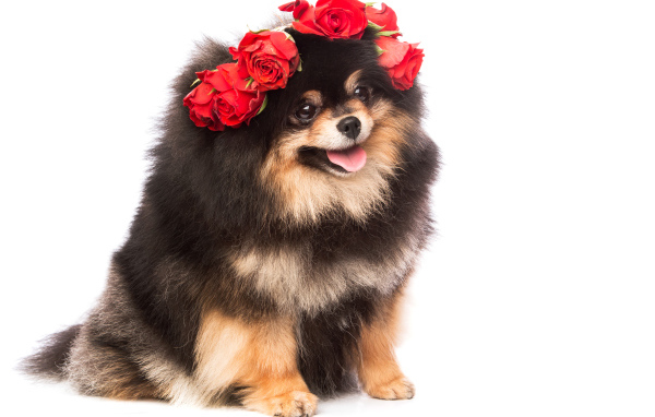 Пушистый шпиц с высунутым языком с розами на голове