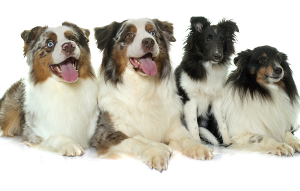 Четыре собаки породы Австралийская овчарка на белом фоне