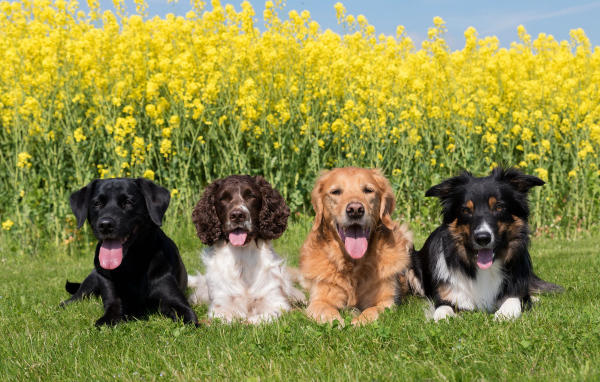 Четыре породистых собаки лежат на зеленой траве у желтых цветов
