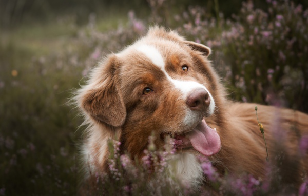 Забавная Австралийская Овчарка с высунутым языком