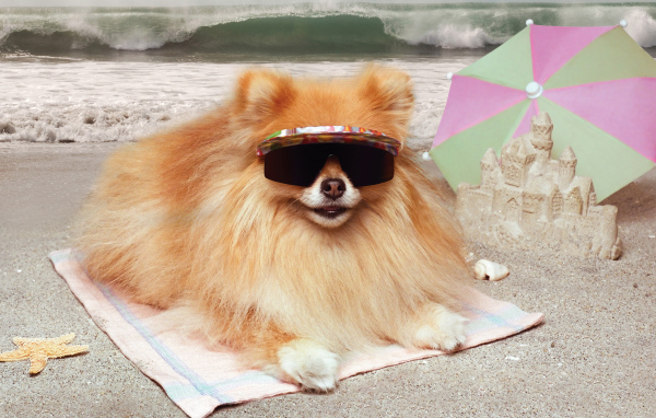 Смешной шпиц в очках загорает на пляже