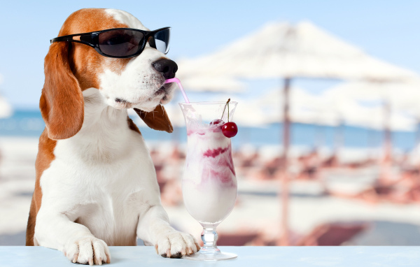 Забавный пес породы бигль в очках пьет коктейль из трубочки