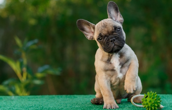 Забавный щенок французского бульдога с игрушкой