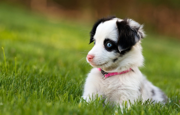 Забавный щенок с голубыми глазами сидит в зеленой траве