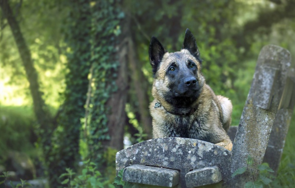 Собака породы немецкая овчарка на лавке 