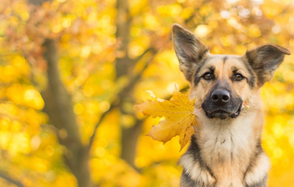 Собака породы немецкая овчарка с желтым осенним листом в зубах