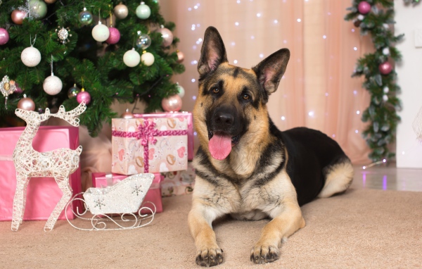 Немецкая овчарка с высунутым языком под елкой, С Новым 2018 годом собаки 