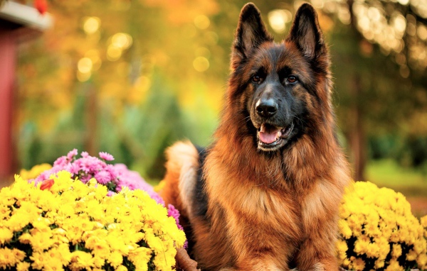 Немецкая овчарка с высунутым языком с кустами хризантем