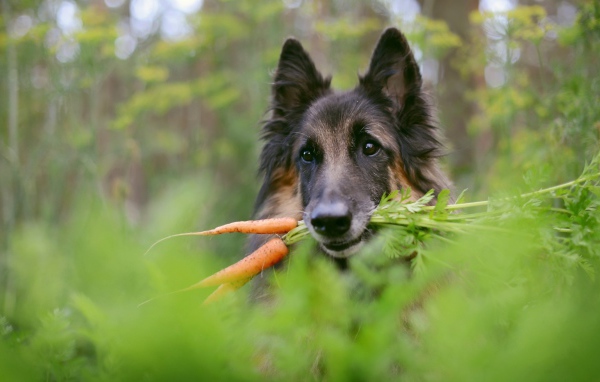 Немецкая овчарка с морковью в зубах 