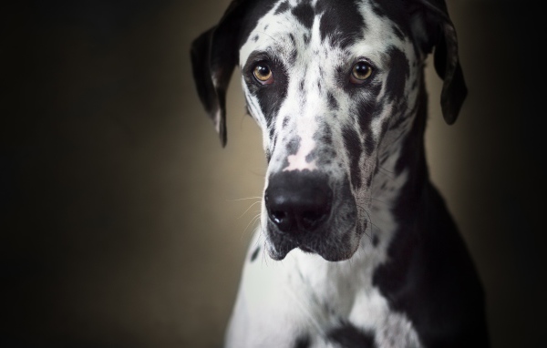 Большой немецкий дог с грустной мордой