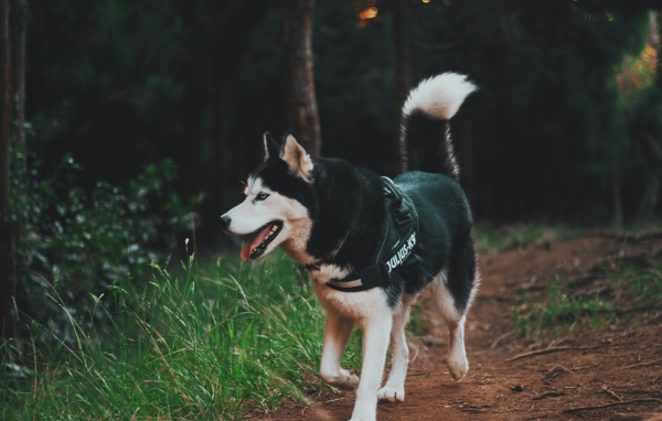 Собака породы хаски на прогулке