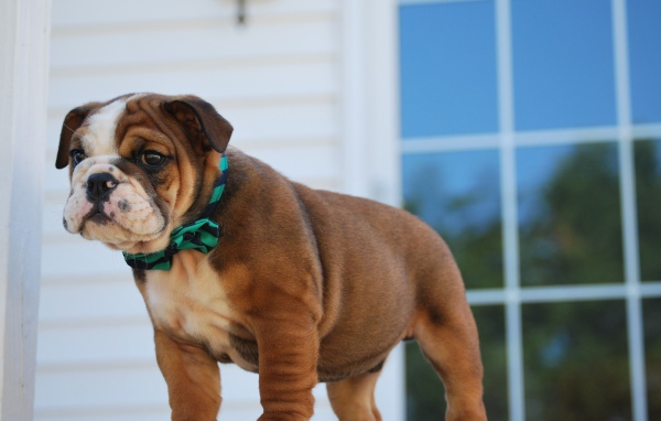 Маленький щенок английского бульдога на пороге 