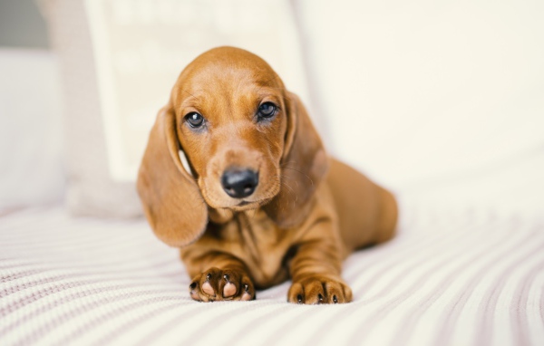 Маленький забавный щенок таксы на белом фоне 