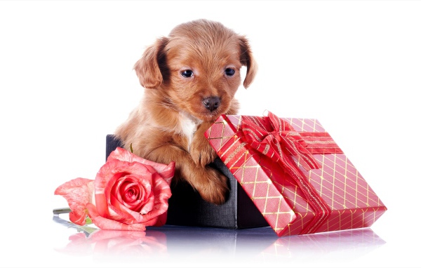 Маленький щенок в подарочной коробке с розой на белом фоне