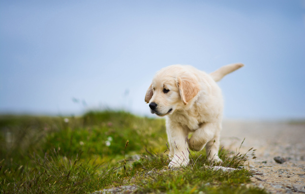 Маленький щенок золотистого ретривера идет по зеленой траве