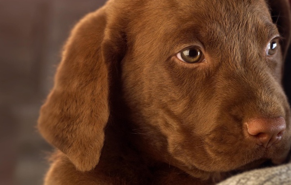 Маленький грустный коричневый  щенок лабрадора 