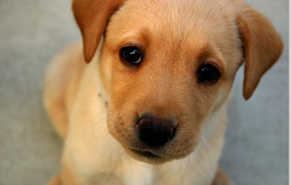Морда маленького щенка с грустными глазами 