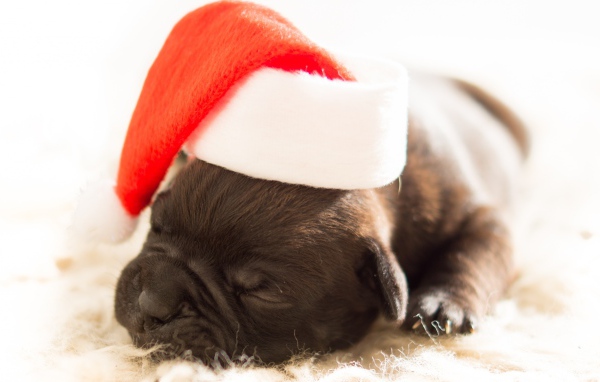 Новорожденный щенок в шапке Деда Мороза на новый 2018 год собаки
