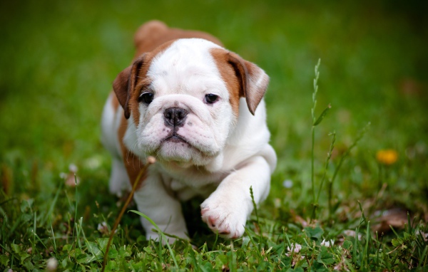 Щенок английского бульдога бежит по зеленой траве