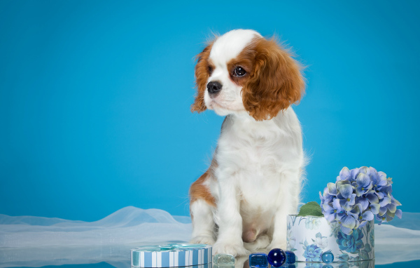 Щенок  Кинг Чарльз Спаниель на голубом фоне